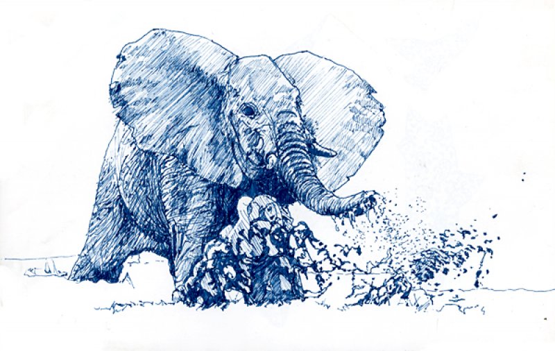 Elephant drawing in blue pen